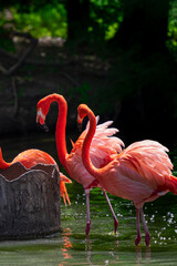 pink flamingo in the zoo