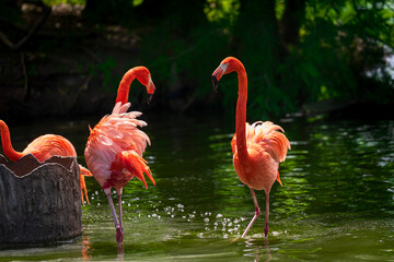 flamingo in the water