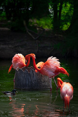 pink flamingo in the water