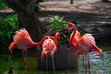 flamingos in zoo