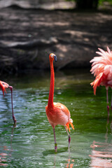 flamingo in the water