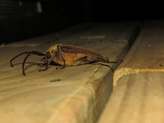insecto