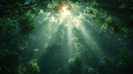 Obraz premium Sunlight streams through lush forest canopy