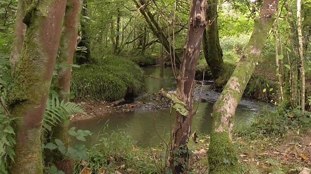 Meandering Woodland Stream - The River Clyne, a Small Stream in the Clyne Valley, Swansea, South Wales, U.K.