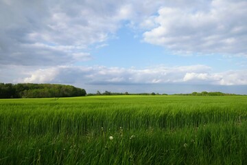Vast green field with tall grass and distant forest under a partly cloudy sky. A peaceful rural landscape that captures the freshness of spring.