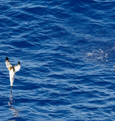 Naklejka premium Masked booby passing by at close distance. Selective focus on the body of the bird