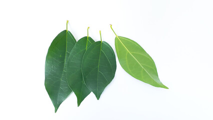 Fresh grass jelly leaves on a white background. Also known as Cincau atau cincau hijau (Cyclea...
