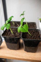 Healthy Cucumber Seedlings Growing in Black Pots on a Wooden Shelf in a Well-Lit Indoor Garden Environment