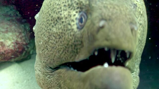 A Giant Moray Eel swims out of its lair on the reef. The eel turns to face the camera showing its impressive teeth and spotted pattern, in the Red Sea.