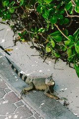 Iguana resting on walkway beside lush green plants in tropical setting during bright daylight