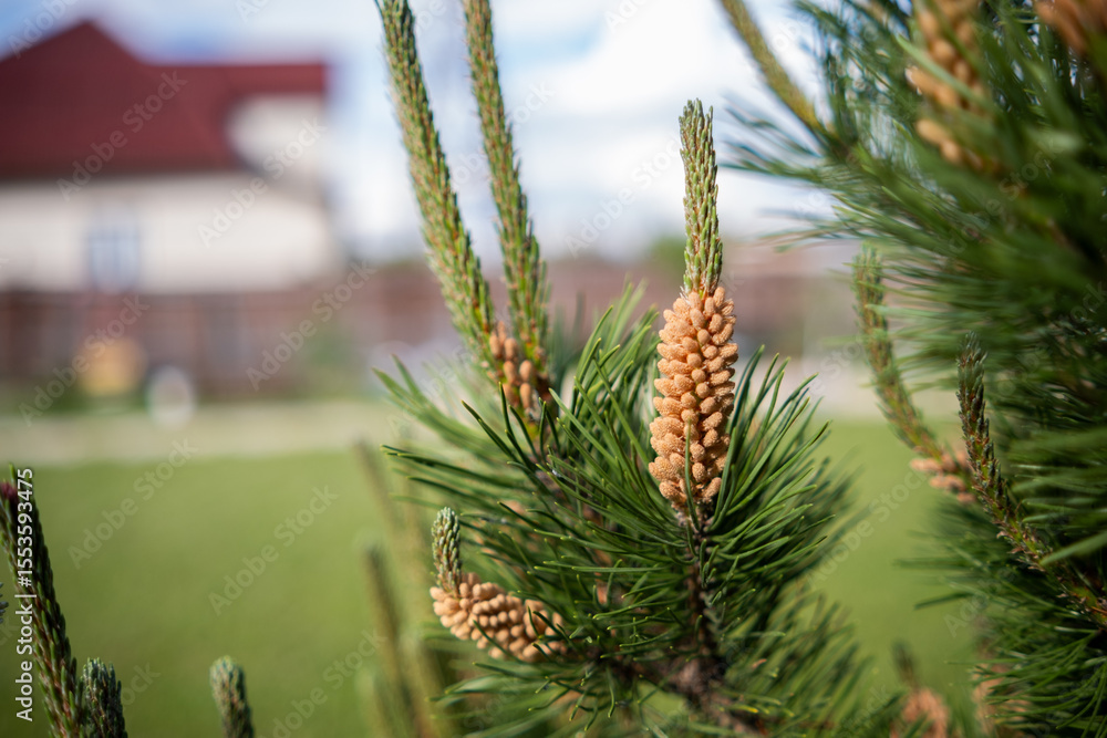 Poster Pine Tree Branches Displaying New Cones With a Suburban House in the Background During a Sunny Day