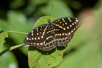 Lexias dirtea, the archduke, a species of butterfly of the family Nymphalidae, at Dosdewa, Karimganj, Assam, India