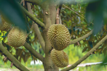 Durian on the tree, planted with volcanic soil in Sisaket Province, Thailand.