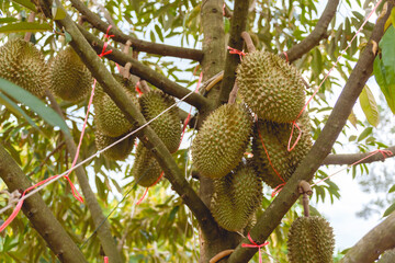 Durian on the tree, planted with volcanic soil in Sisaket Province, Thailand.