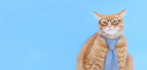 Clever cat in glasses and tie on blue background. Concept of education, knowledge, first day of school or smart business mindset.