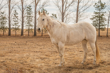 Obraz premium White horse standing still in open field