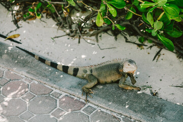 Iguana explores a tropical pathway surrounded by lush greenery on a sunny day