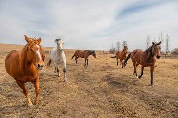 Group of Horses Running on a Dry Farm Field