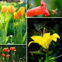 Summer collection with blooming flowers and green grass.