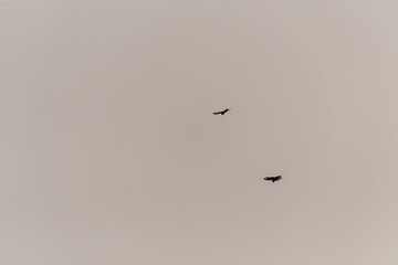 Pájaro volando en la Corujera, Isla de Tenerife.