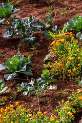 Flora en la Corujera, Isla de Tenerife.