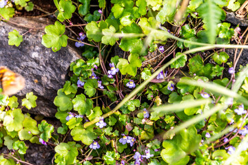 Flora en la Corujera, Isla de Tenerife.