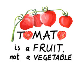 Watercolor tomatoes illustration with a hand drawn saying text. For t-shirt print, poster, greetings cards design. 