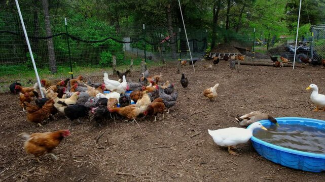 Cage free hens gather around one spot to feed on grain as some ducks drink water from round blue container while animals freely roaming inside outdoor enclosure