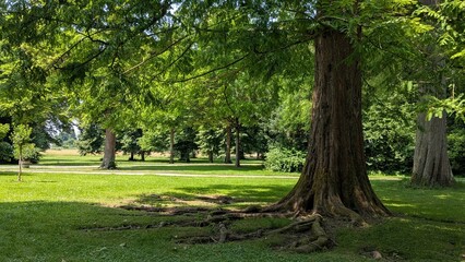 Majestic Trees and Serene Greenery A Peaceful Park Scene for Nature Enthusiasts