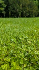 Lush Green Meadow A Vibrant Tapestry of Grass and Clover in the Warm Sunlight. Nature s Beauty