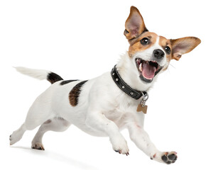 A jack russell terrier with a black collar running and smiling on a white background in a studio shot