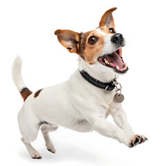 A jack russell terrier with a black collar leaping in the air against a white background in studio shot