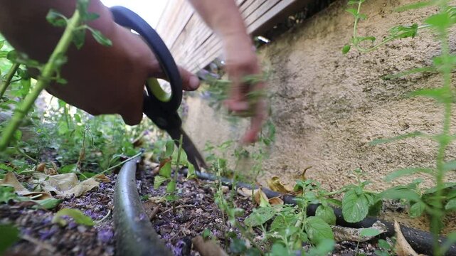 Woman cutting mint flowers (Mentha pulegium)