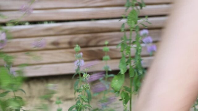 Woman cutting mint flowers (Mentha pulegium)
