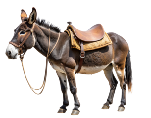 Realistic Donkey Standing Sideways with Saddle and Gear, Rustic Style, Isolated on Transparent Background