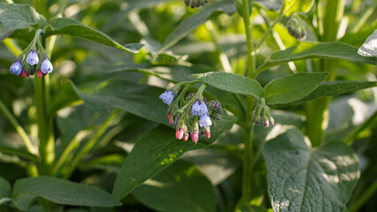 Comfrey is a perennial herbaceous plant. Beauty in nature.