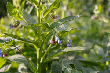 Comfrey is a perennial herbaceous plant. Beauty in nature.