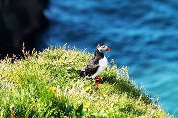 Puffin perched on a vibrant grassy cliffside overlooking the ocean in Iceland