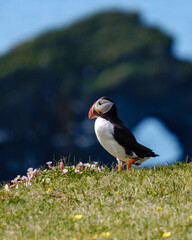Vibrant puffin standing on grassy cliff in Iceland during sunny day near ocean