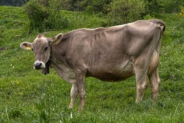 Grey cows without horns in Val Mustair, Switzerland.