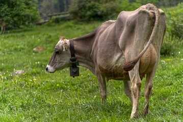 Grey cows without horns in Val Mustair, Switzerland.