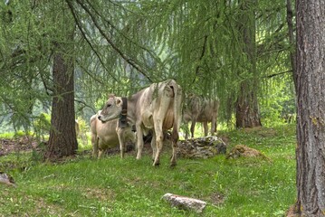 Grey cows without horns in Val Mustair, Switzerland.