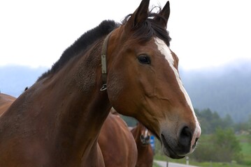 Herd of brown horses in Engadin, Switzerland.
