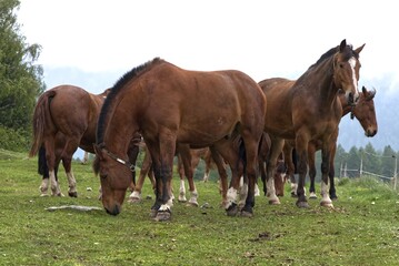 Fototapeta premium Herd of brown horses in Engadin, Switzerland.