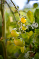 tomatoes on vine