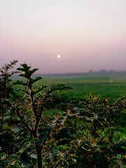 Thorny plant in focus against a soft sunset sky and green field
