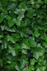 Lush English Ivy Pattern - Botanical Texture