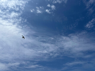 Blue sky, white clouds and flying bird.