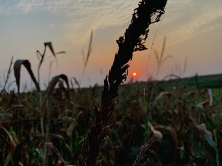 Golden sunset over a cornfield with a spiderweb on a stalk