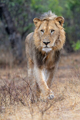 Dominant male lion hanging around in the green season in the Kruger National Park in South Africa